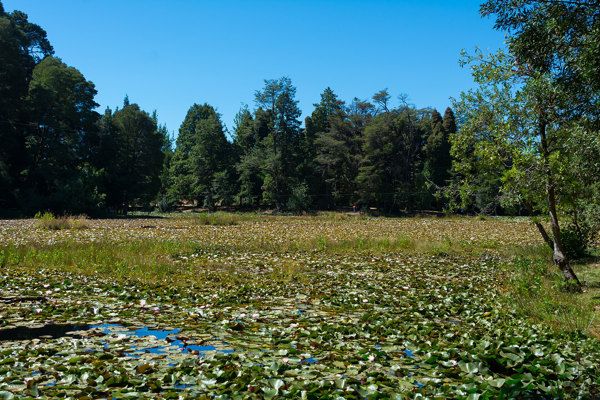 Laguna del Parque Saval cubierta de nenúfares