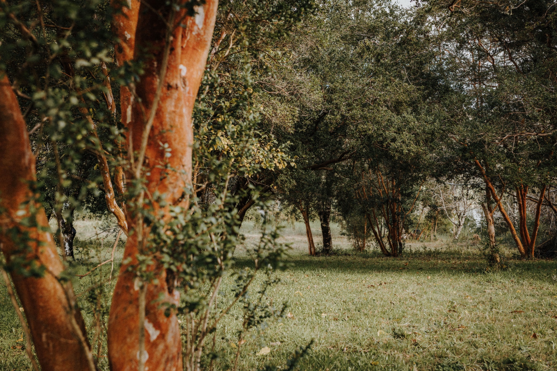Bosque laurifolio y pradera al interior de Isla San Francisco