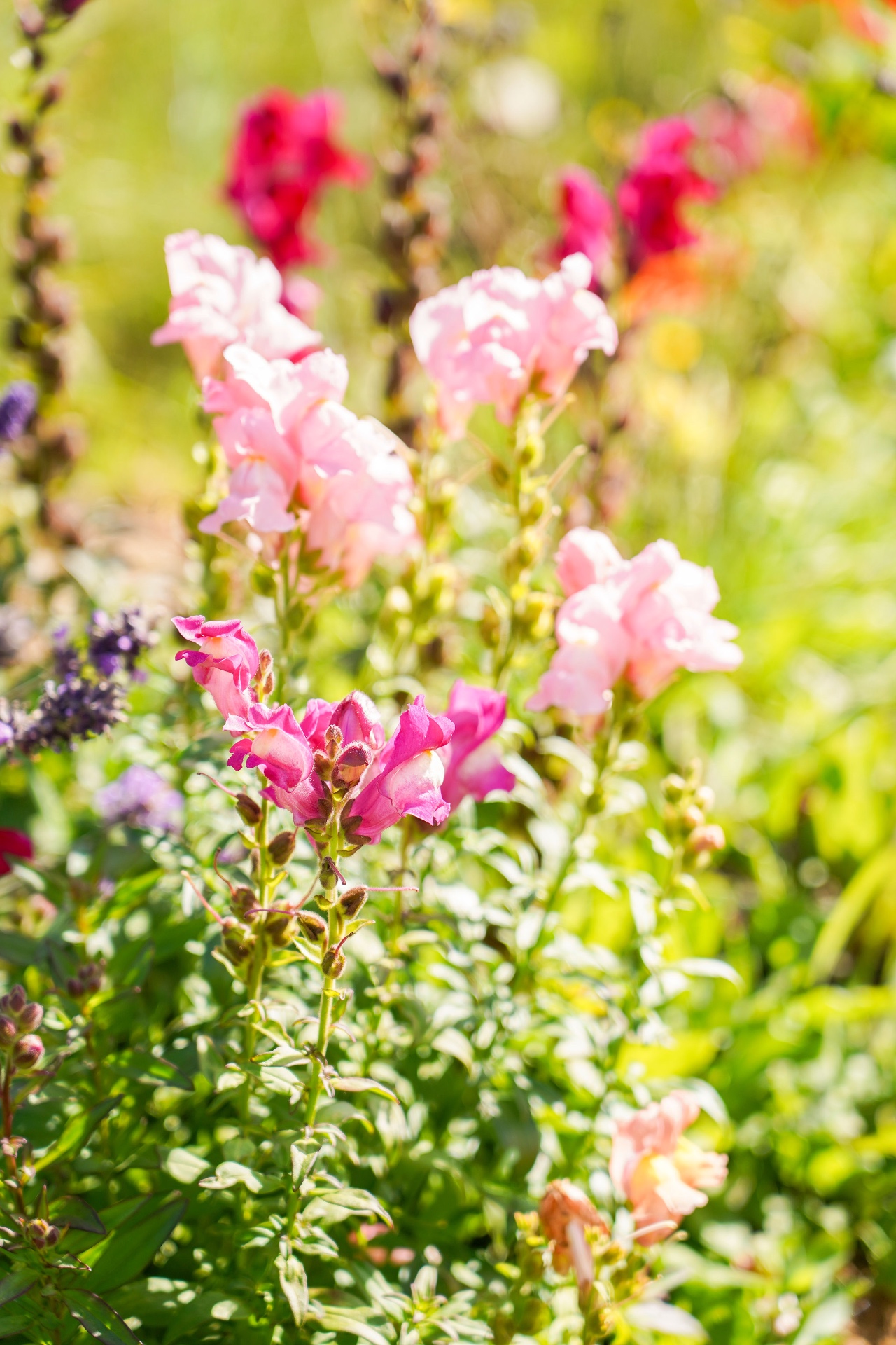 Flores en el jardín