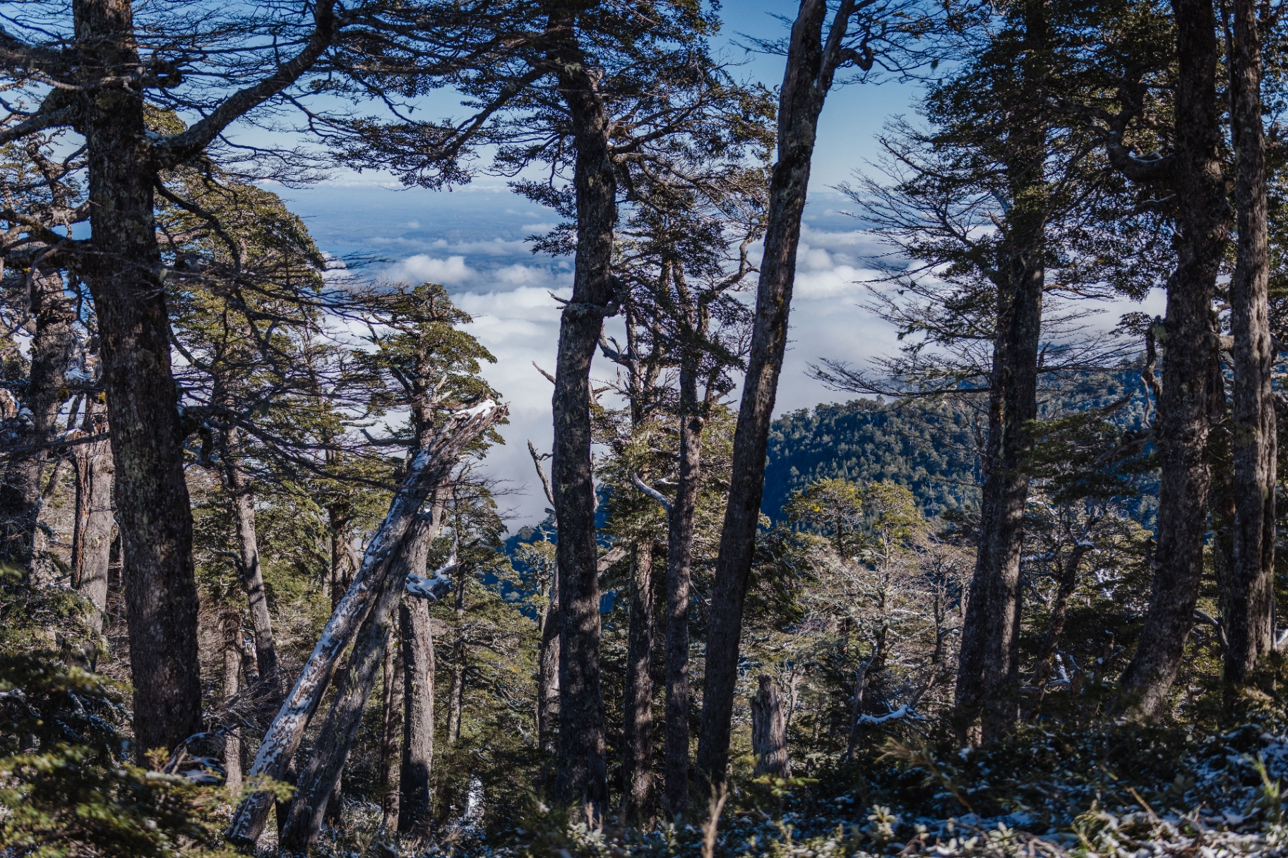 Bosque nativo de Fundo Leona con vista sobre el valle y la cordillera