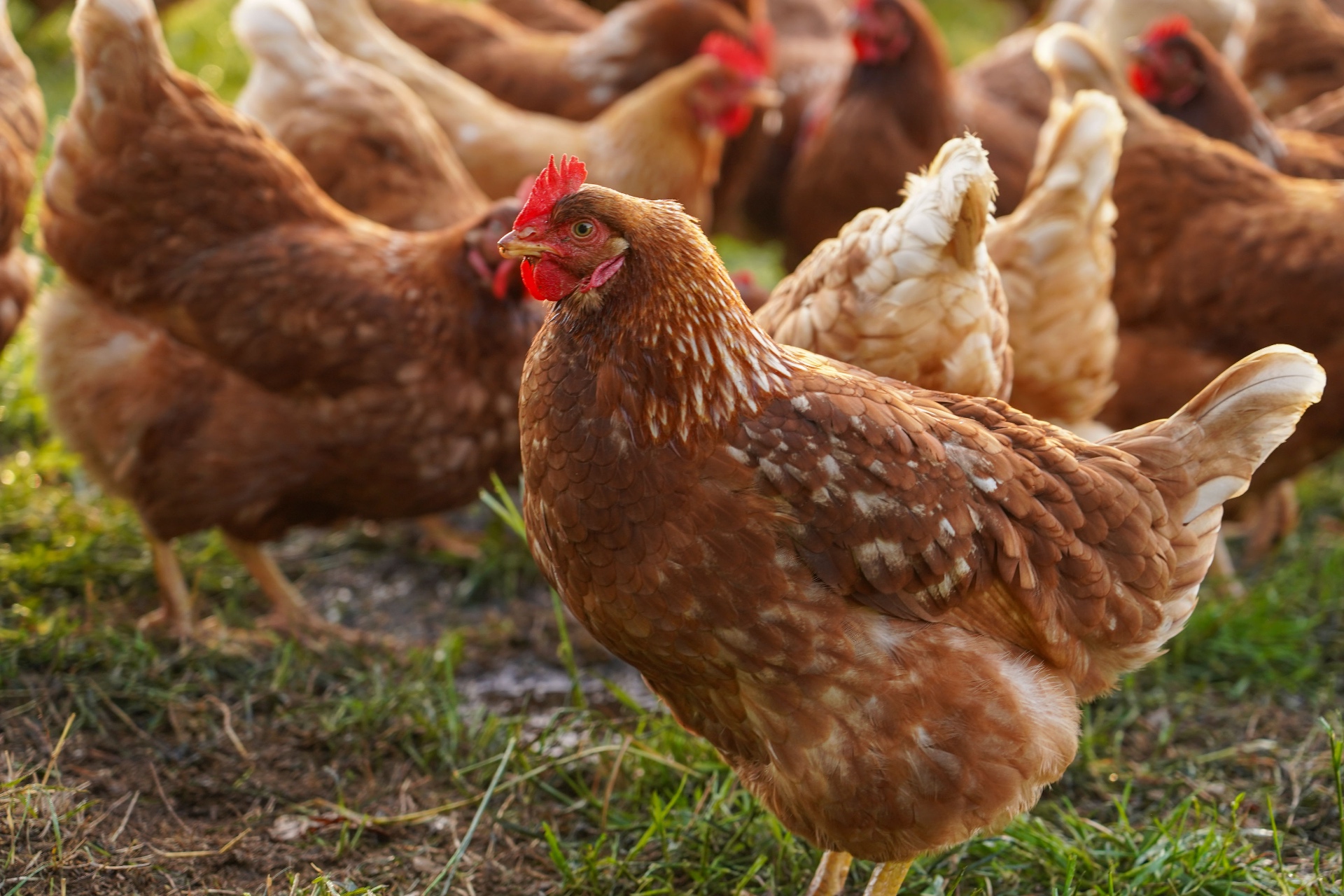 Granja regenerativa y producción local como parte de la vida comunitaria