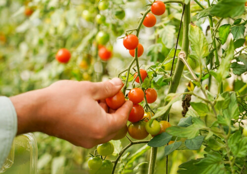 Cosecha de tomates en uno de los espacios productivos de Isla San Francisco